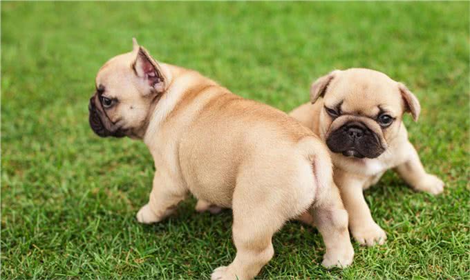 孤独的时候养一只懂人话的小狗如何?适合居家的10大最佳犬种