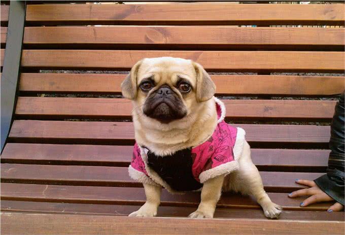 孤独的时候养一只懂人话的小狗如何?适合居家的10大最佳犬种