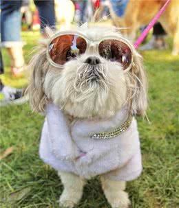 孤独的时候养一只懂人话的小狗如何?适合居家的10大最佳犬种