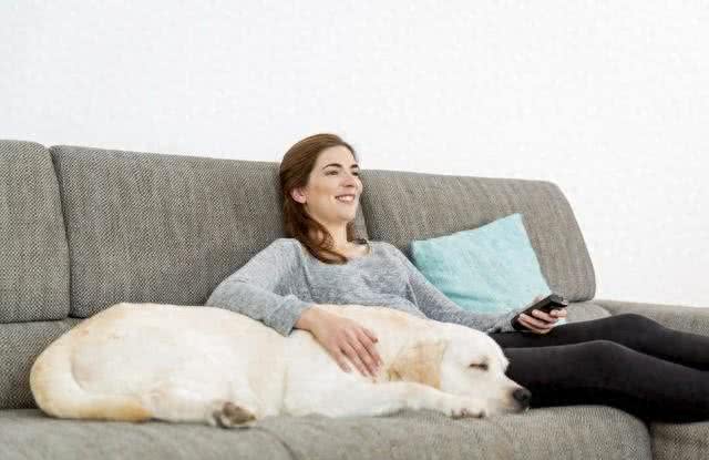 如何让宠物很听话，学会指令植入