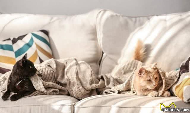 如何让宠物很听话，学会指令植入