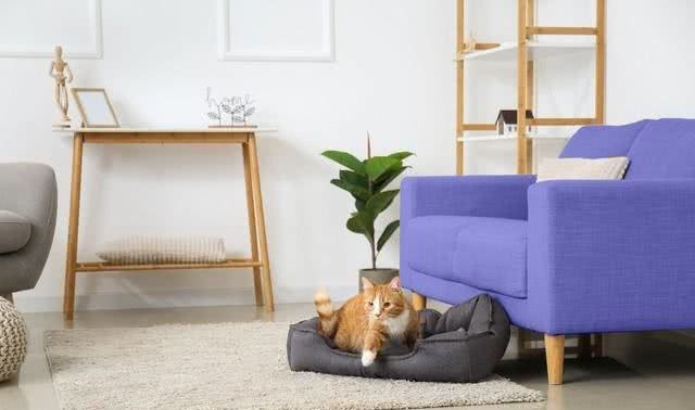 如何让宠物很听话，学会指令植入