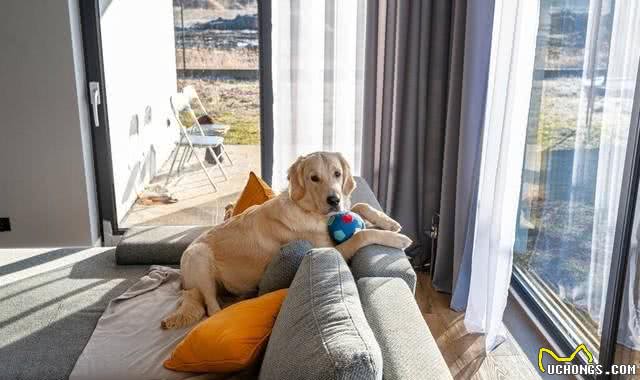 如何让宠物很听话，学会指令植入