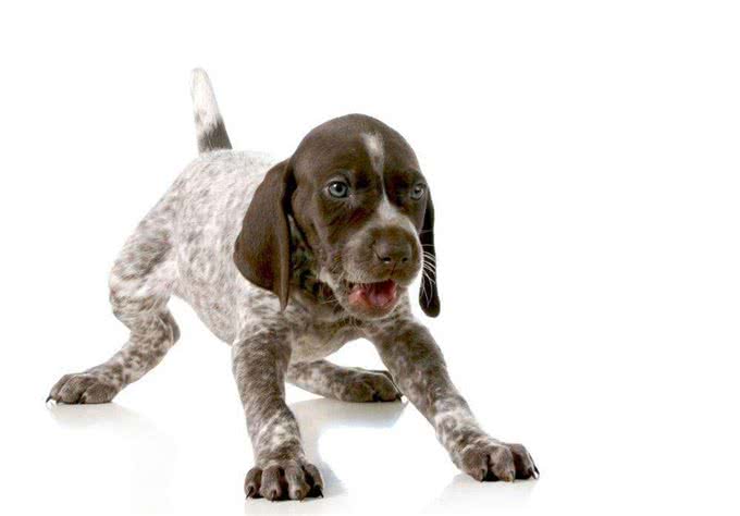 您的爱犬晚上老是吠叫，你知道什么原因吗?