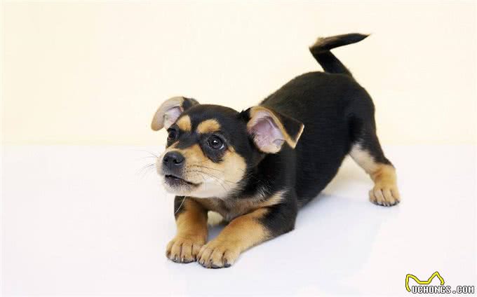 您的爱犬晚上老是吠叫，你知道什么原因吗?