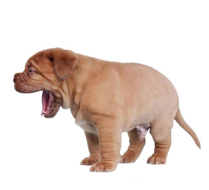 您的爱犬晚上老是吠叫，你知道什么原因吗?