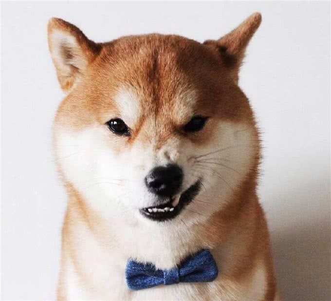 您的爱犬晚上老是吠叫，你知道什么原因吗?