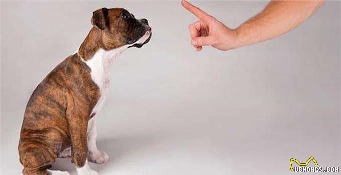 您的爱犬晚上老是吠叫，你知道什么原因吗?