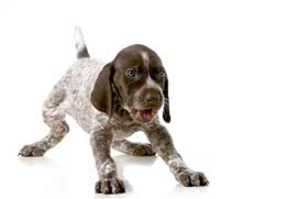 您的爱犬晚上老是吠叫，你知道什么原因吗?