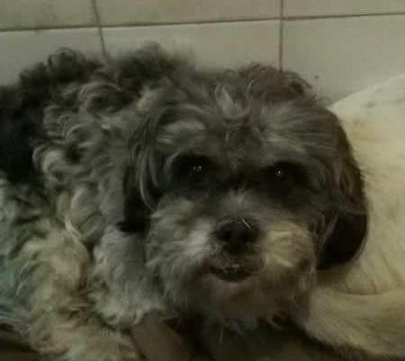 如何判断你家的狗狗进人老年期了?老年期的狗狗如何照顾?