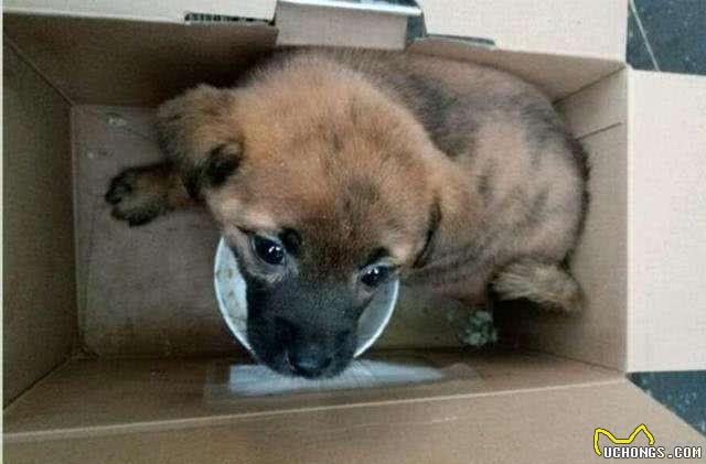 如何判断你家的狗狗进人老年期了?老年期的狗狗如何照顾?