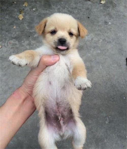 如何判断你家的狗狗进人老年期了?老年期的狗狗如何照顾?