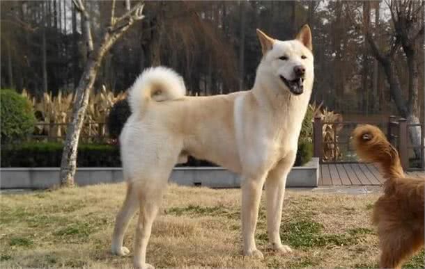 如何判断你家的狗狗进人老年期了?老年期的狗狗如何照顾?