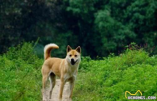 如何判断你家的狗狗进人老年期了?老年期的狗狗如何照顾?