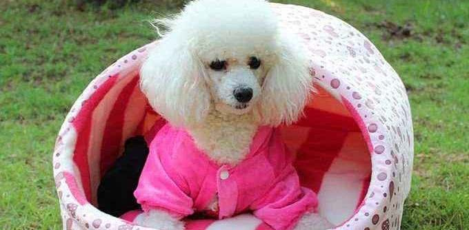 如何判断你家的狗狗进人老年期了?老年期的狗狗如何照顾?