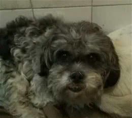 如何判断你家的狗狗进人老年期了?老年期的狗狗如何照顾?