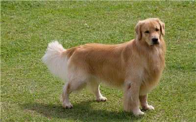 金毛毛发打结没有光泽怎么办?金毛毛发的护理方法介绍