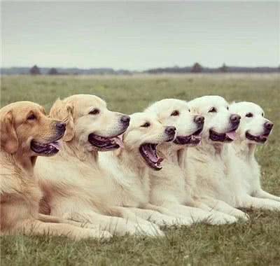 金毛毛发打结没有光泽怎么办?金毛毛发的护理方法介绍