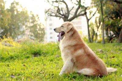 金毛毛发打结没有光泽怎么办?金毛毛发的护理方法介绍