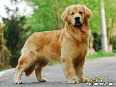 金毛毛发打结没有光泽怎么办?金毛毛发的护理方法介绍