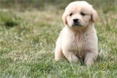 金毛毛发打结没有光泽怎么办?金毛毛发的护理方法介绍