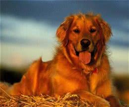 金毛毛发打结没有光泽怎么办?金毛毛发的护理方法介绍