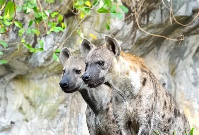 遇到以下十种烈犬，保持距离，报警保命