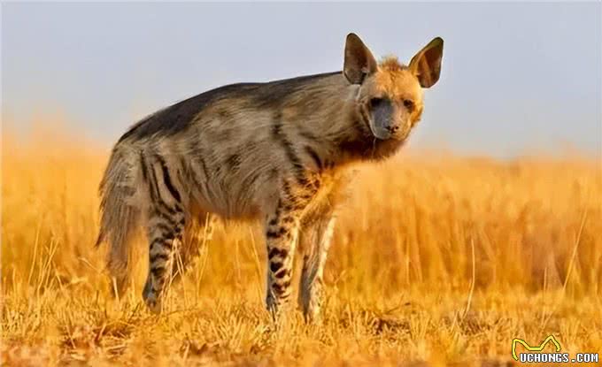 遇到以下十种烈犬，保持距离，报警保命