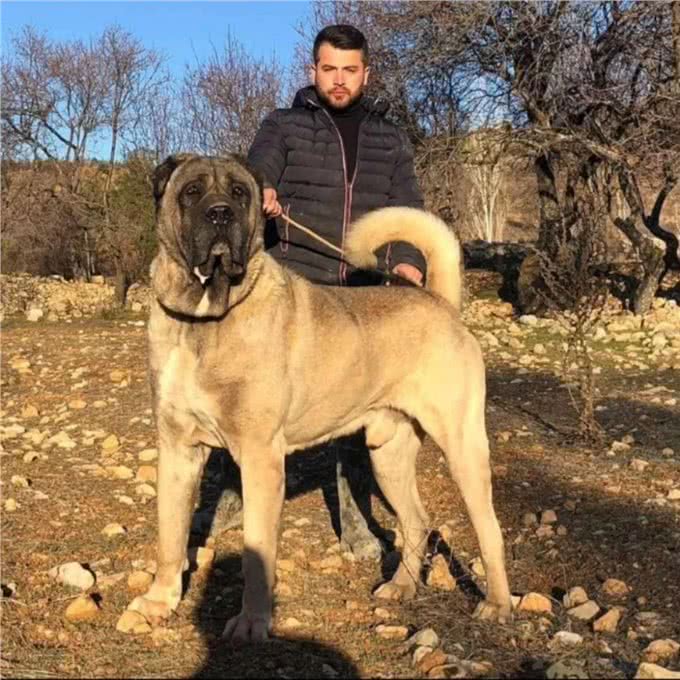 遇到以下十种烈犬，保持距离，报警保命