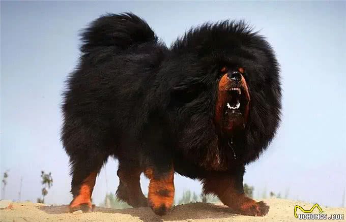 遇到以下十种烈犬，保持距离，报警保命