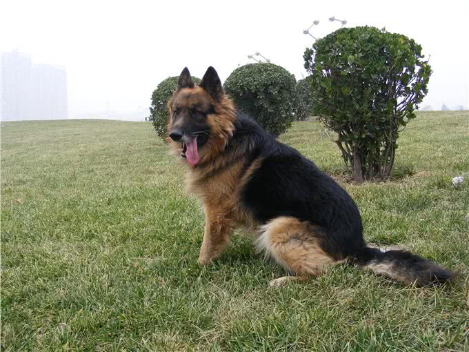 遇到以下十种烈犬，保持距离，报警保命