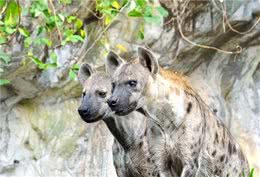 遇到以下十种烈犬，保持距离，报警保命