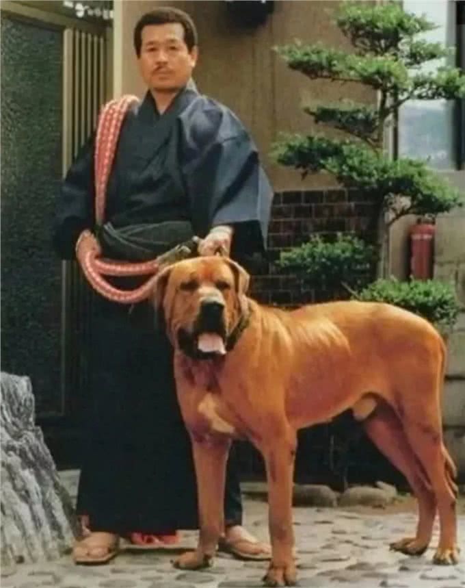 土佐犬:亚洲的头号猛犬