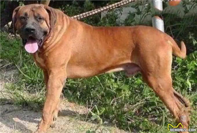 土佐犬:亚洲的头号猛犬