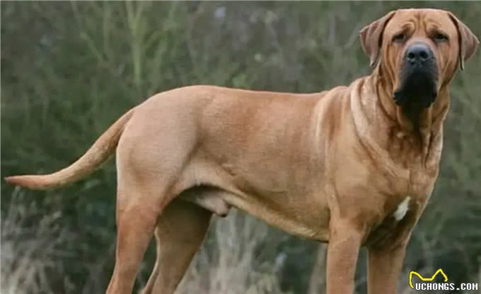 土佐犬:亚洲的头号猛犬