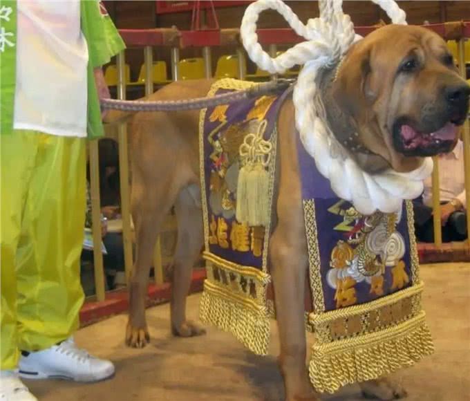 土佐犬:亚洲的头号猛犬