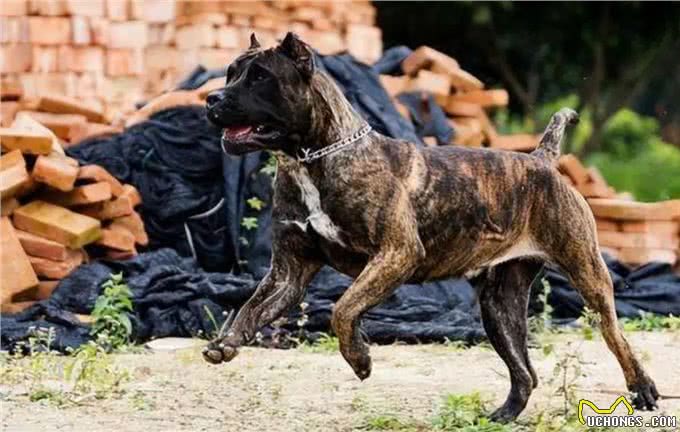 土佐犬:亚洲的头号猛犬