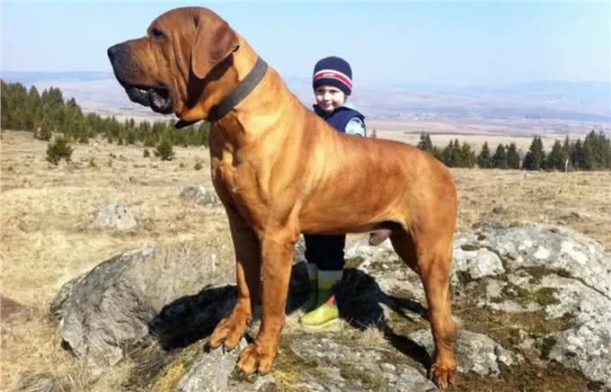 土佐犬:亚洲的头号猛犬