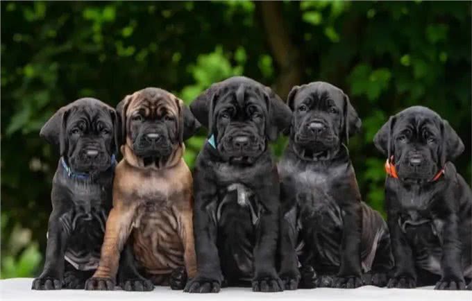 土佐犬:亚洲的头号猛犬