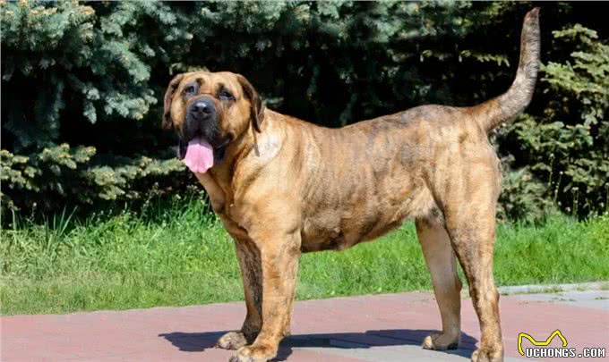 土佐犬:亚洲的头号猛犬