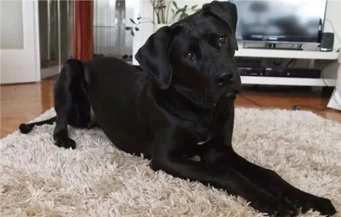 土佐犬:亚洲的头号猛犬