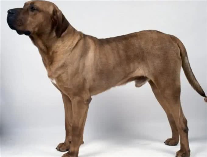 土佐犬:亚洲的头号猛犬