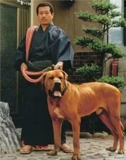 土佐犬:亚洲的头号猛犬