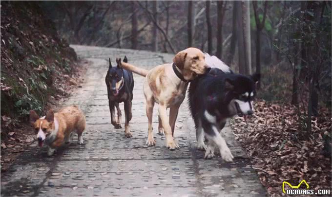 母狗排便行为异常的原因：10个月了还不愿意在室外解决怎么办?