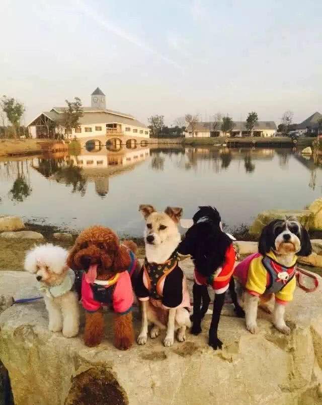 母狗排便行为异常的原因：10个月了还不愿意在室外解决怎么办?