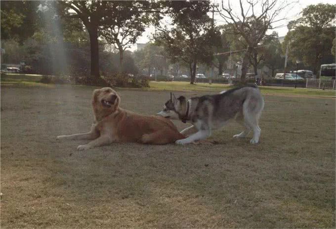 母狗排便行为异常的原因：10个月了还不愿意在室外解决怎么办?