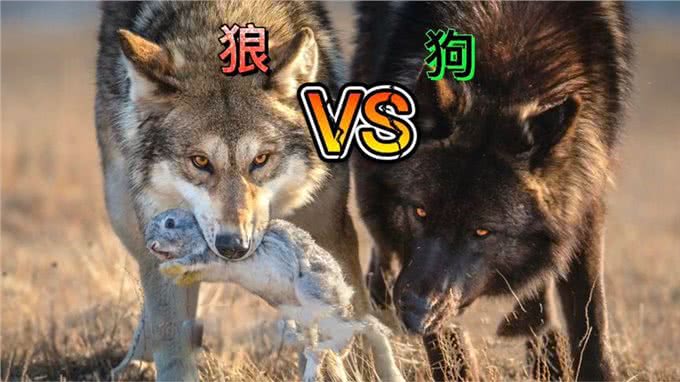 现存的最强猛犬能不能打过北美灰狼?为什么?