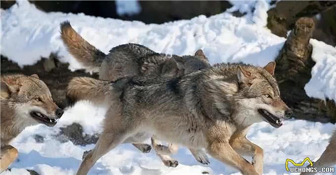 现存的最强猛犬能不能打过北美灰狼?为什么?