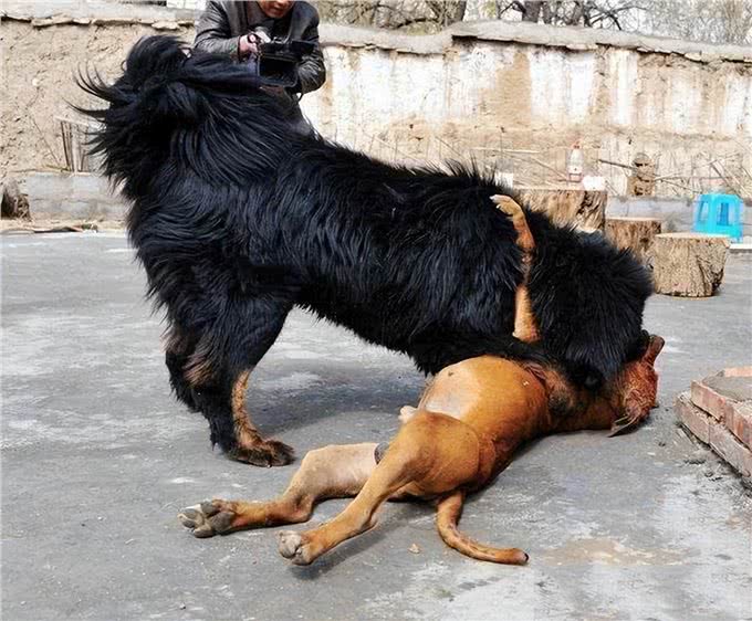 现存的最强猛犬能不能打过北美灰狼?为什么?