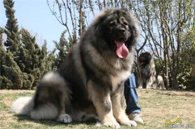 现存的最强猛犬能不能打过北美灰狼?为什么?